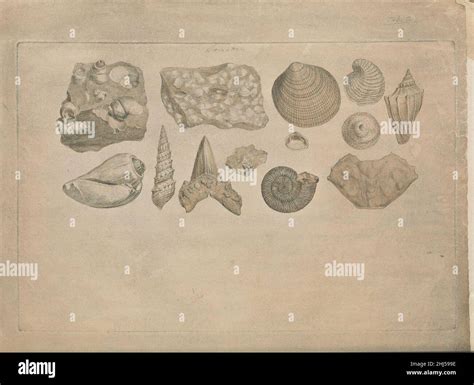 strata identified by fossils.